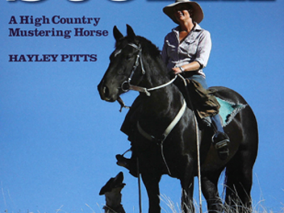 Storm -  A High Country Mustering Horse